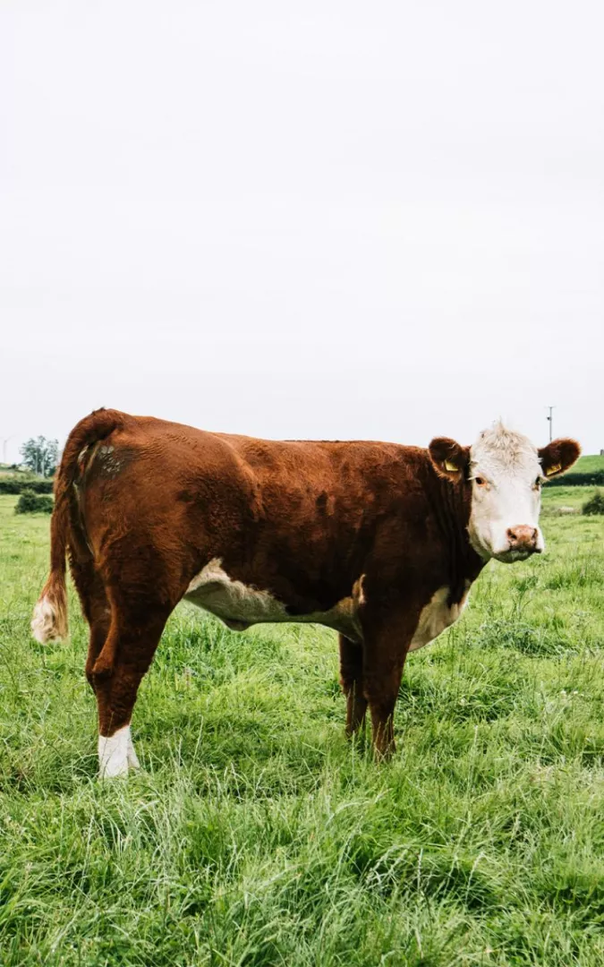 cow