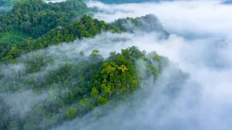 Amazon rainforest